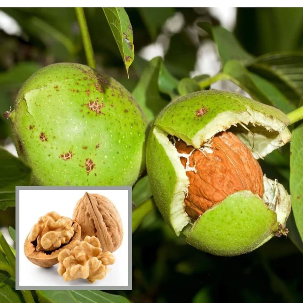 Premium Kashmiri Walnut Kernels – Half Kg Handpicked Qualit.