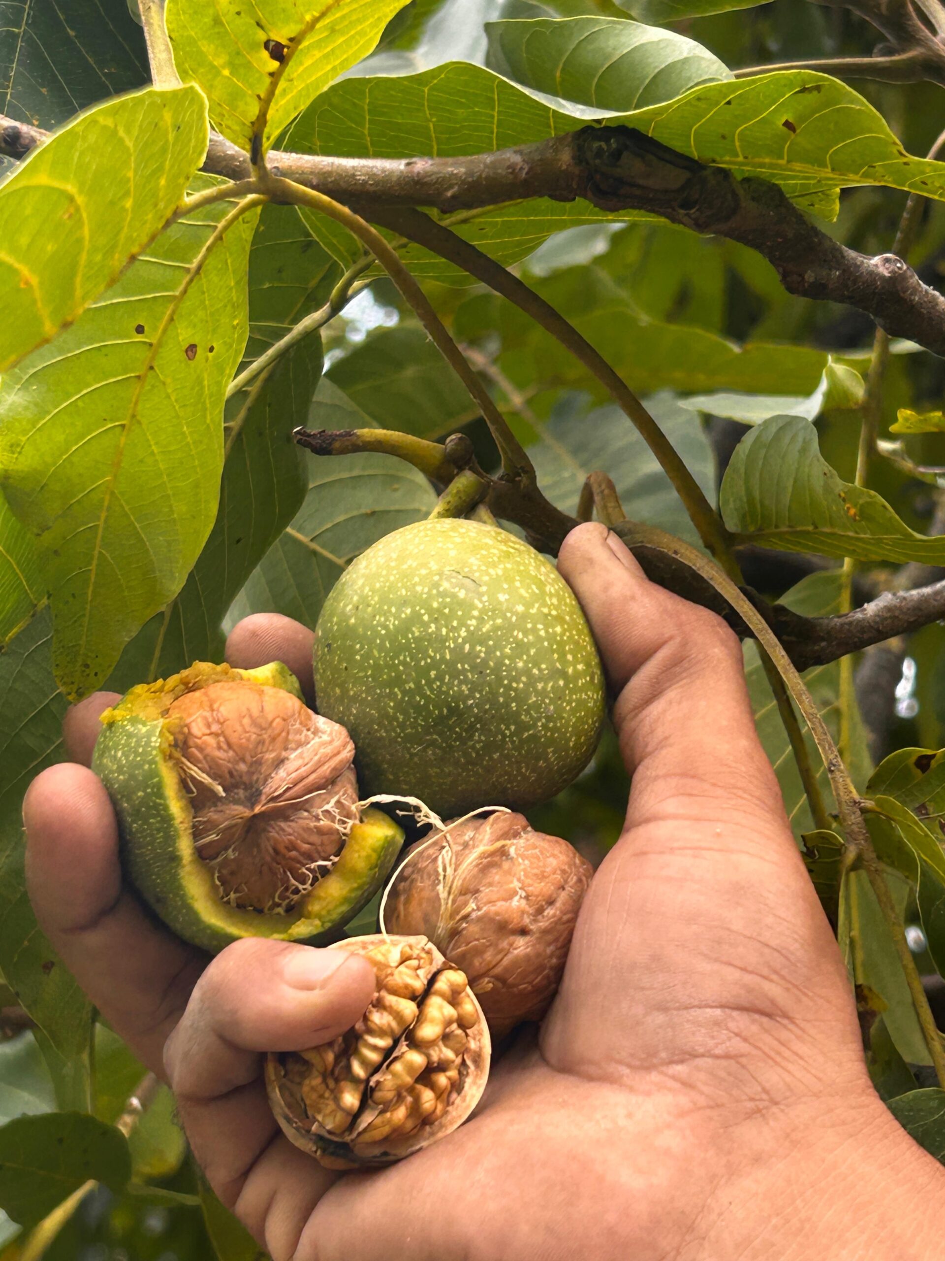 Premium Kashmiri Walnut Kernels – Half Kg Handpicked Qualit.